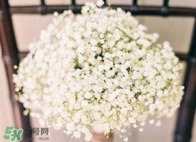 春天能種滿天星嗎？什么時候最適合種植滿天星？