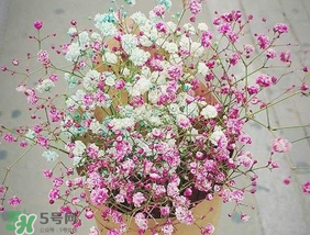春天能種滿天星嗎？什么時候最適合種植滿天星？