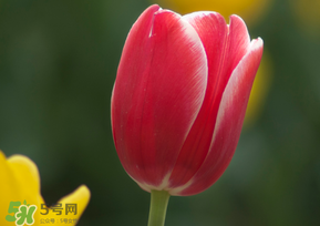 春天可以種郁金香嗎？郁金香可以春天種嗎？