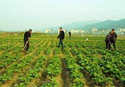 春天能種油菜嗎？油菜春天什么時候種植？