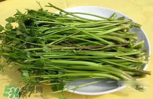 吃野芹菜會中毒嗎？吃野芹菜中毒了怎么辦？