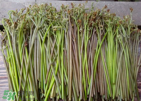 蕨菜是什么菜？蕨菜是什么？