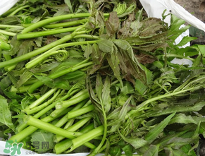 蕨菜是什么菜？蕨菜是什么？