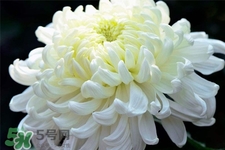 清明節(jié)掃墓買什么顏色菊花？清明節(jié)上墳用什么顏色菊花？