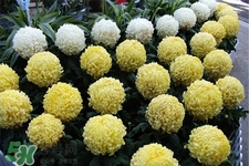 清明節(jié)掃墓買什么顏色菊花？清明節(jié)上墳用什么顏色菊花？