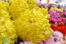 清明節(jié)掃墓為什么用菊花？清明節(jié)上墳為什么要送菊花？