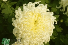 清明節(jié)掃墓為什么用菊花？清明節(jié)上墳為什么要送菊花？