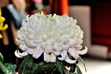 清明節(jié)掃墓為什么用菊花？清明節(jié)上墳為什么要送菊花？