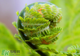 蕨菜怎么處理？新鮮蕨菜怎么處理？