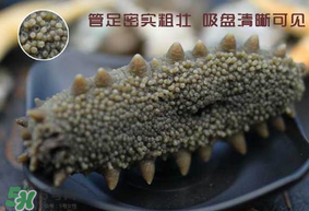 春天能吃海參嗎？春天吃海參效果好嗎？