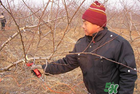 春天桃樹能剪枝嗎？桃樹春季什么時間剪枝？