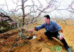桃樹(shù)春天什么時(shí)候澆水？桃樹(shù)什么時(shí)候澆水？