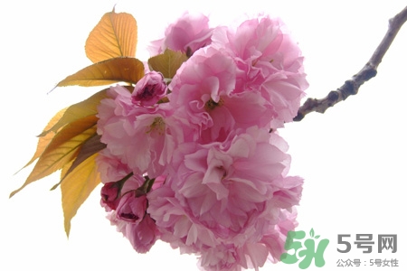 春天容易得水痘嗎？春天是水痘的高發(fā)季節(jié)嗎？