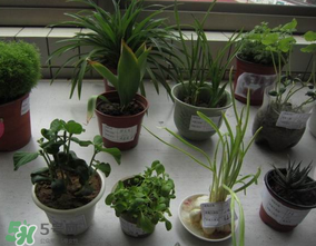 春天種什么植物？春天適合種什么植物？