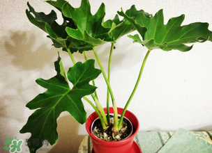 春天種什么植物？春天適合種什么植物？