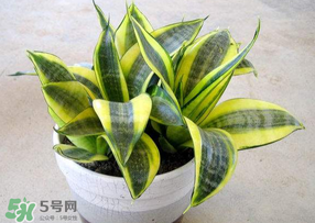 春天種什么植物？春天適合種什么植物？