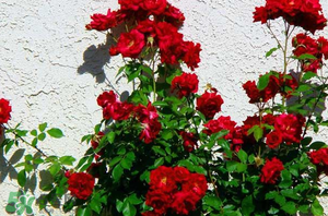 春天可以種玫瑰嗎？春天適合種玫瑰嗎？