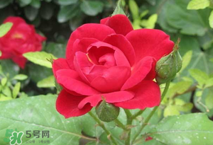 春天可以種玫瑰嗎？春天適合種玫瑰嗎？