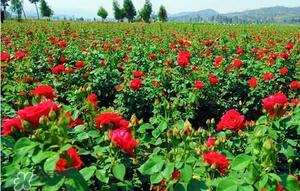 春天可以種玫瑰嗎？春天適合種玫瑰嗎？