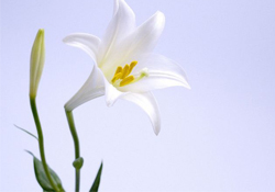 清明節(jié)上墳可以帶百合花嗎？清明節(jié)掃墓能用百合花嗎？