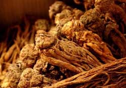 春天可以吃當歸嗎？春天吃當歸上火嗎？