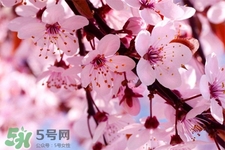 春分是春天的開始嗎？春分是春天來的意思嗎？