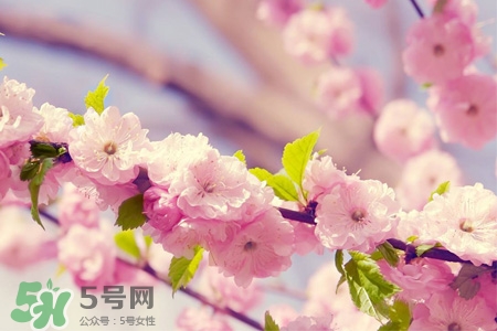 春分是春天的開始嗎？春分是春天來的意思嗎？