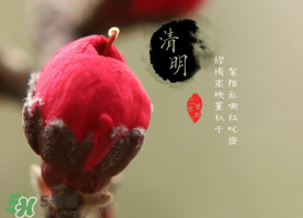 清明節(jié)為什么要吃清明果？為什么清明節(jié)要吃清明果？