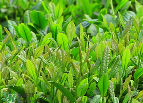 清明茶什么時候采？采清明茶什么時候結(jié)束？