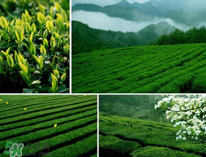 清明茶什么時候采？采清明茶什么時候結(jié)束？