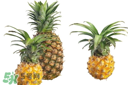 菠蘿可以吸甲醛嗎？菠蘿可以除甲醛嗎？