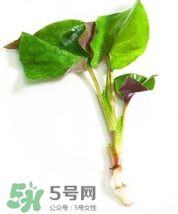 折耳根的功效與作用 折耳根有什么功效？