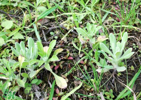 清明菜是什么菜？清明菜是艾草嗎？