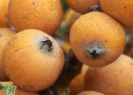 枇杷什么時(shí)候成熟？枇杷什么時(shí)候上市？