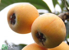 枇杷什么時(shí)候成熟？枇杷什么時(shí)候上市？