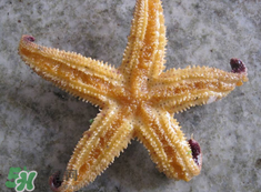 海星怎么吃？海星能吃嗎？