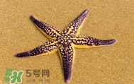 海星怎么吃？海星能吃嗎？