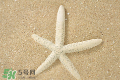 海星怎么吃？海星能吃嗎？