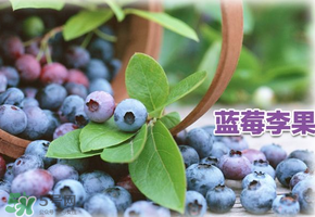 藍(lán)莓李果是假的嗎？火車上的藍(lán)莓李果是真的嗎？