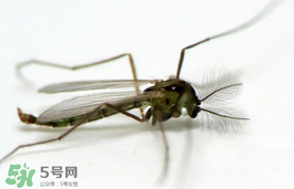 蚊蟲(chóng)叮咬會(huì)傳播艾滋病嗎？蚊蟲(chóng)會(huì)傳染乙肝嗎？