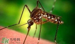 什么防蚊效果好？嬰兒用什么防蚊？