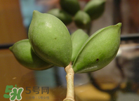 檳榔為什么會上癮？檳榔上癮怎么戒？