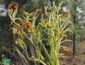 糖尿病能吃蕨菜嗎？糖尿病可以吃蕨菜嗎？