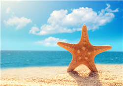 海星怎么吃？海星能吃嗎？