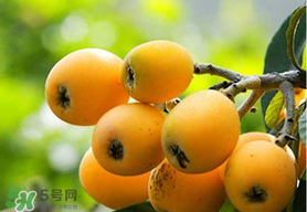 寶寶感冒可以吃枇杷嗎？寶寶感冒能吃枇杷嗎？
