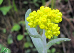 清明菜開(kāi)花了能不能吃？清明菜怎么吃？