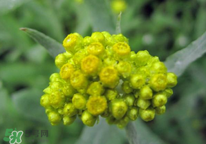 清明菜開(kāi)花了能不能吃？清明菜怎么吃？