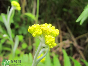 清明菜開(kāi)花了能不能吃？清明菜怎么吃？