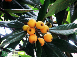 枇杷樹幾年結果？枇杷樹為什么不結果？