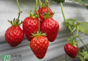 枇杷和草莓能一起吃嗎？枇杷能和草莓能一起吃嗎？
